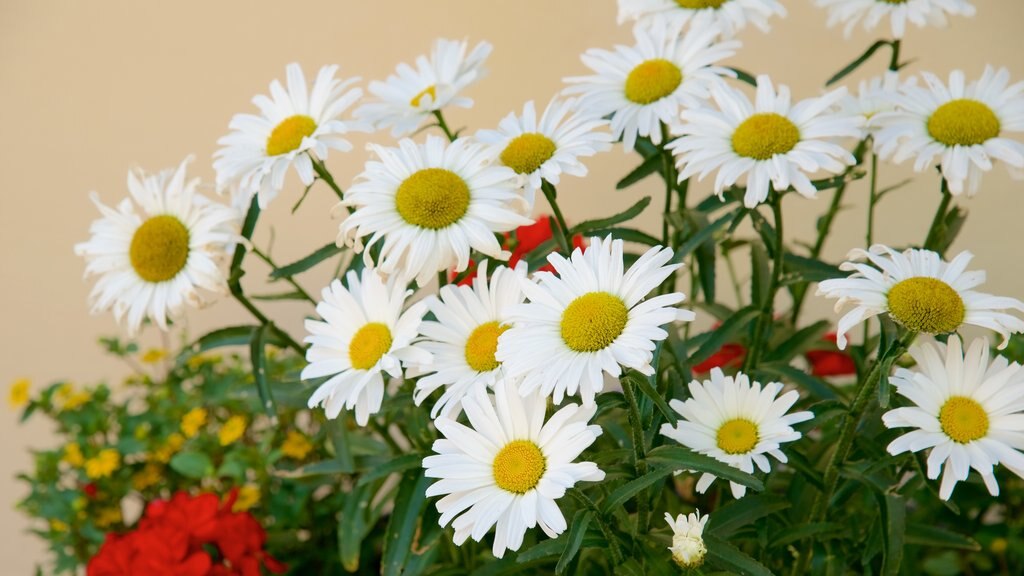 Soprabolzano showing flowers