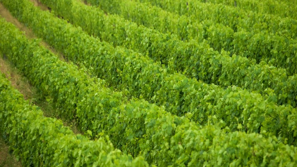 Panzano in Chianti showing farmland