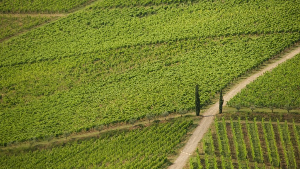 Panzano in Chianti mostrando tierras de cultivo