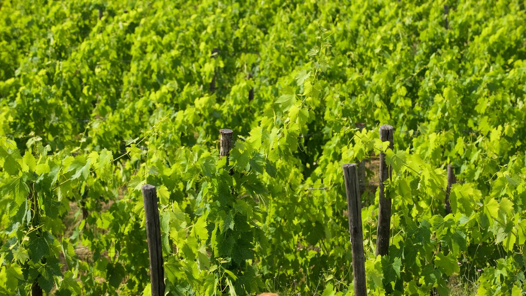 Panzano in Chianti featuring farmland