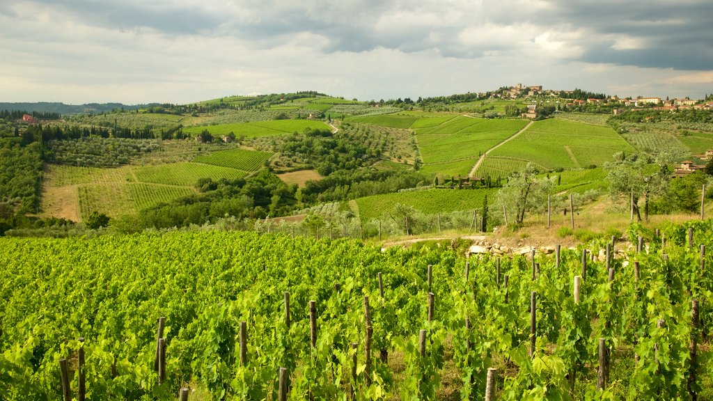 Panzano in Chianti presenterar landskap och åkrar