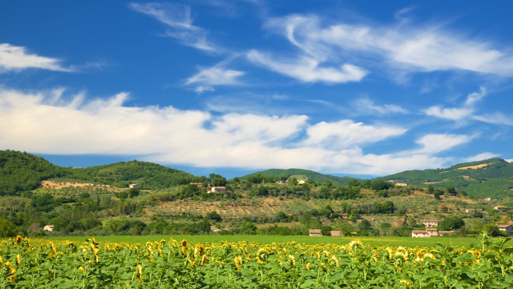 Assisi showing landscape views and farmland