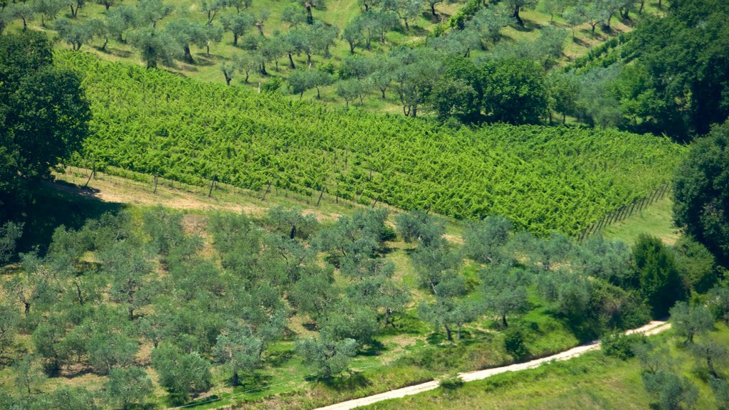 Montefalco showing farmland