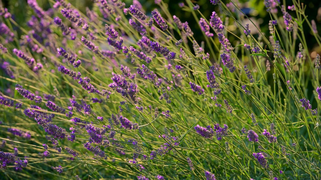 Monticchiello bevat bloemen