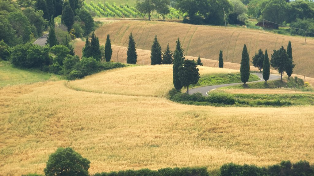 Monticchiello showing tranquil scenes