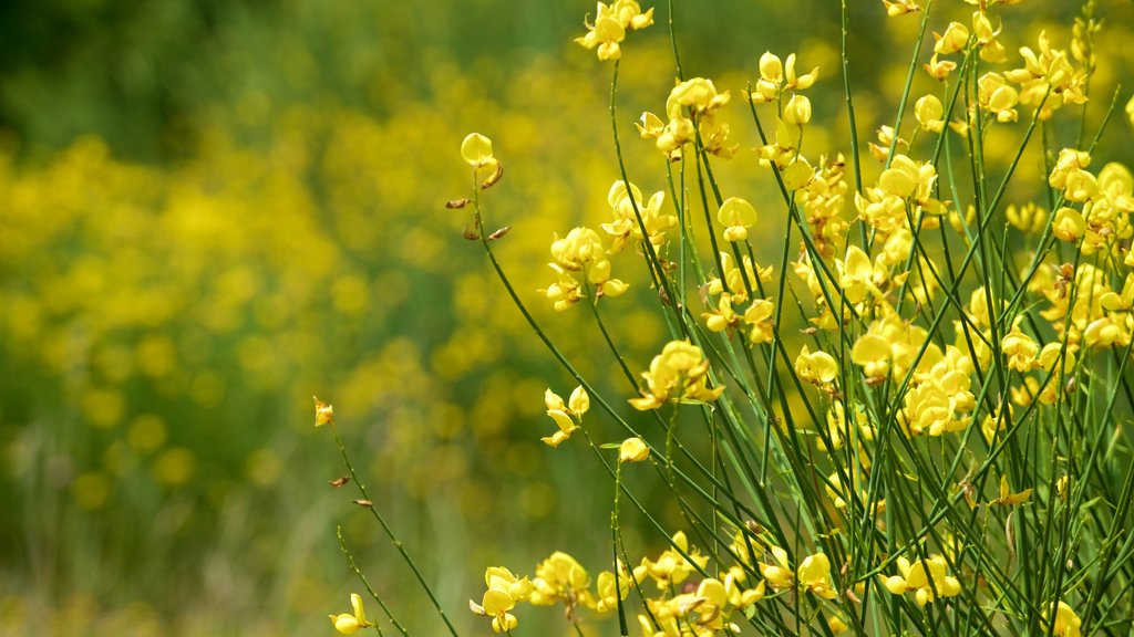 Monticchiello mostrando flores