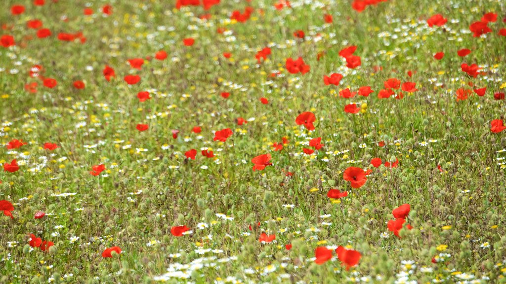 Monticchiello showing flowers