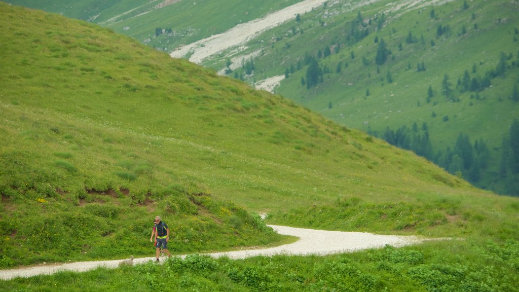 Passo Rolle ofreciendo senderismo o caminata y montañas y también un hombre