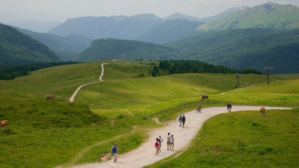 Col Passo Rolle mettant en vedette animaux terrestres et scènes tranquilles aussi bien que petit groupe de personnes