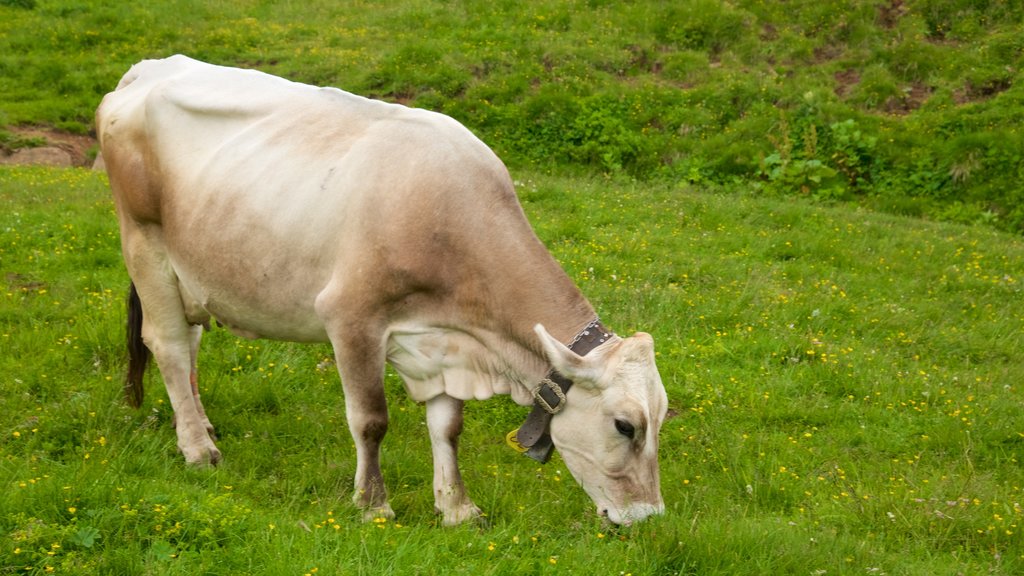 Passo Rolle que incluye animales terrestres