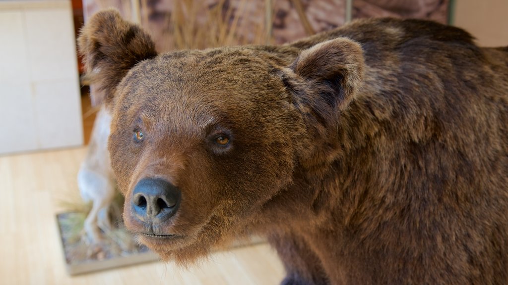 Museo Tridentino di Scienze Naturali mostrando animais terrestres