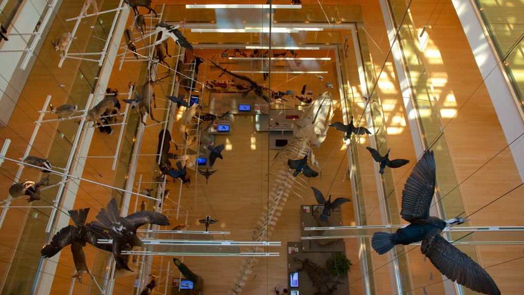 Museo Tridentino di Scienze Naturali que incluye vistas interiores y vida de las aves