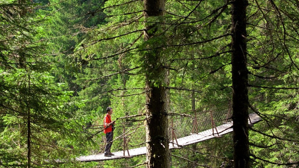 Trentino showing forest scenes and a bridge as well as an individual male