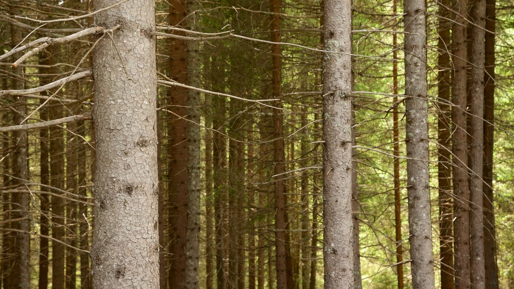 Trentino mostrando bosques