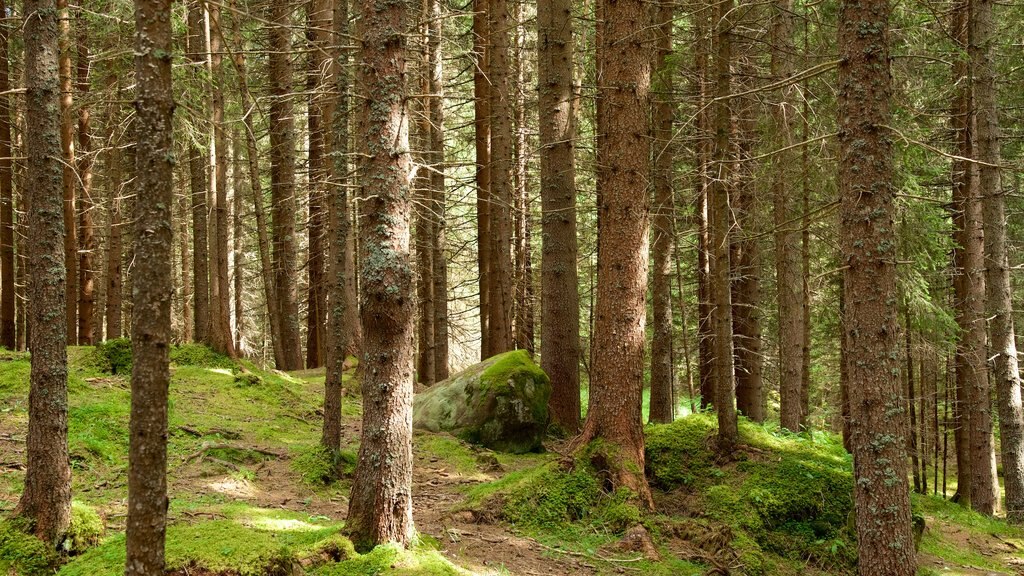 Trentino que inclui florestas