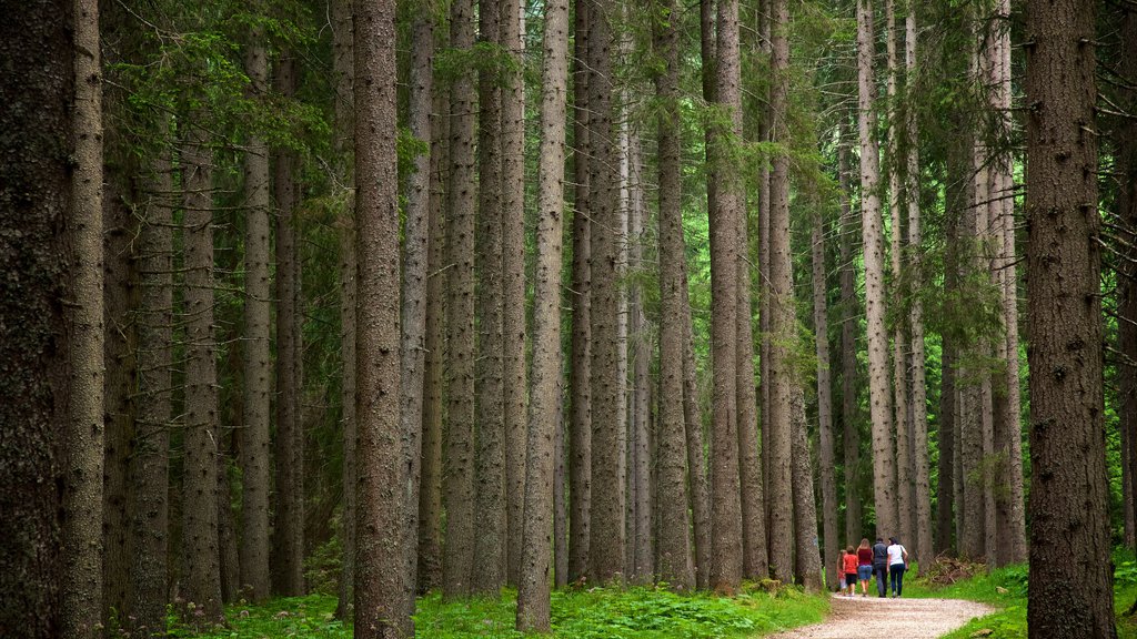 Trentino featuring forest scenes as well as a small group of people