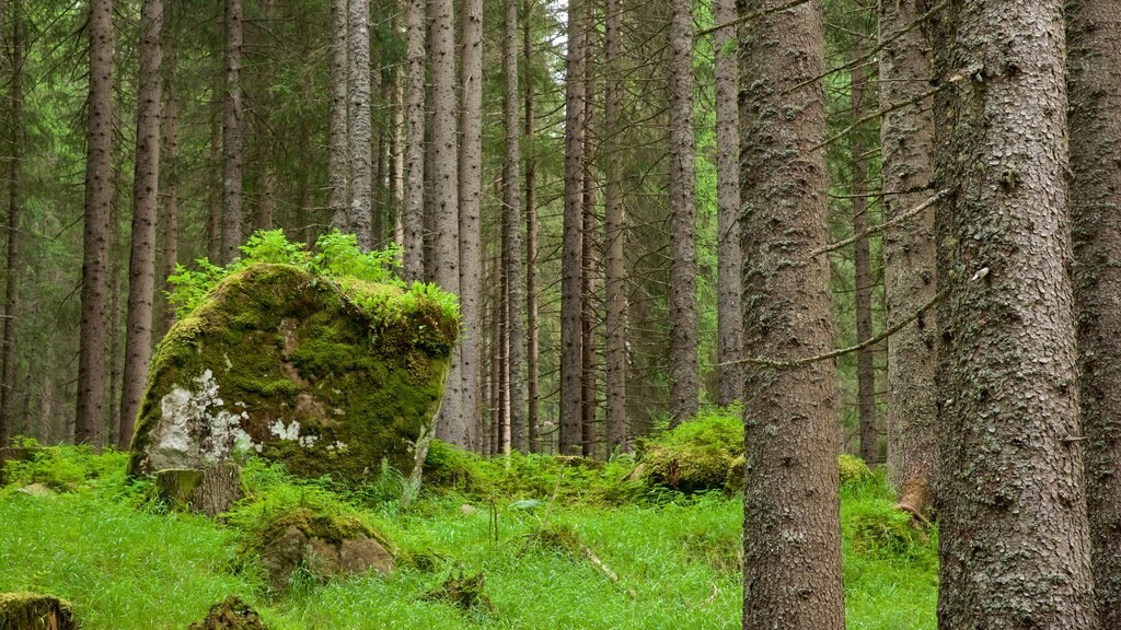 Trentino que incluye bosques