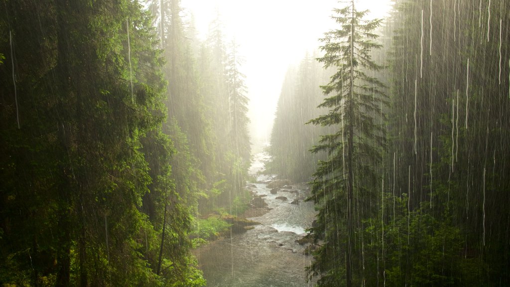 Trentino showing a sunset, forests and a river or creek