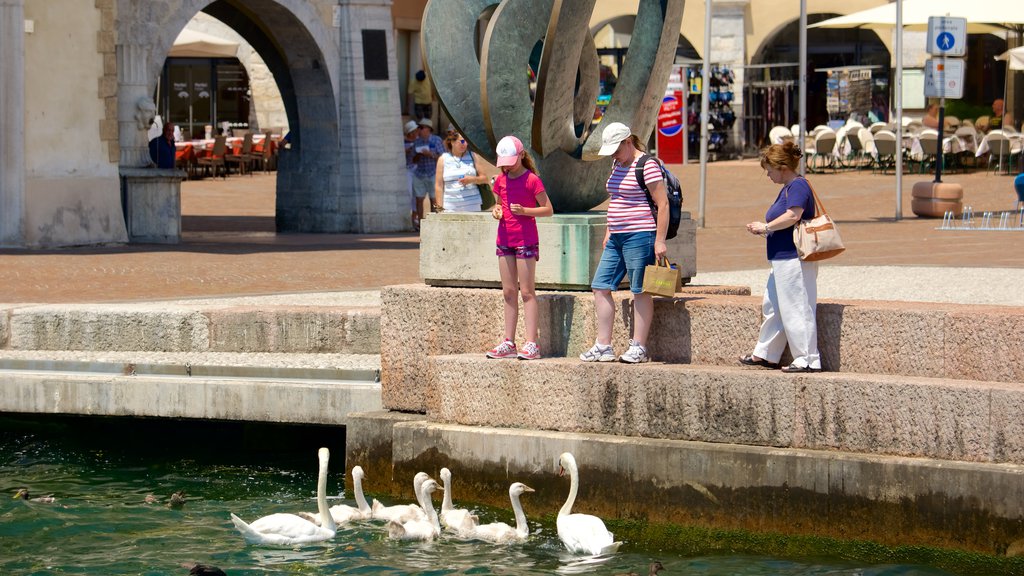 Trentino mostrando una ciudad, un estanque y vida de las aves