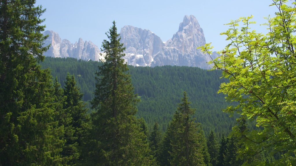 Trentino som viser bjerge, skovområder og udsigt over landskaber