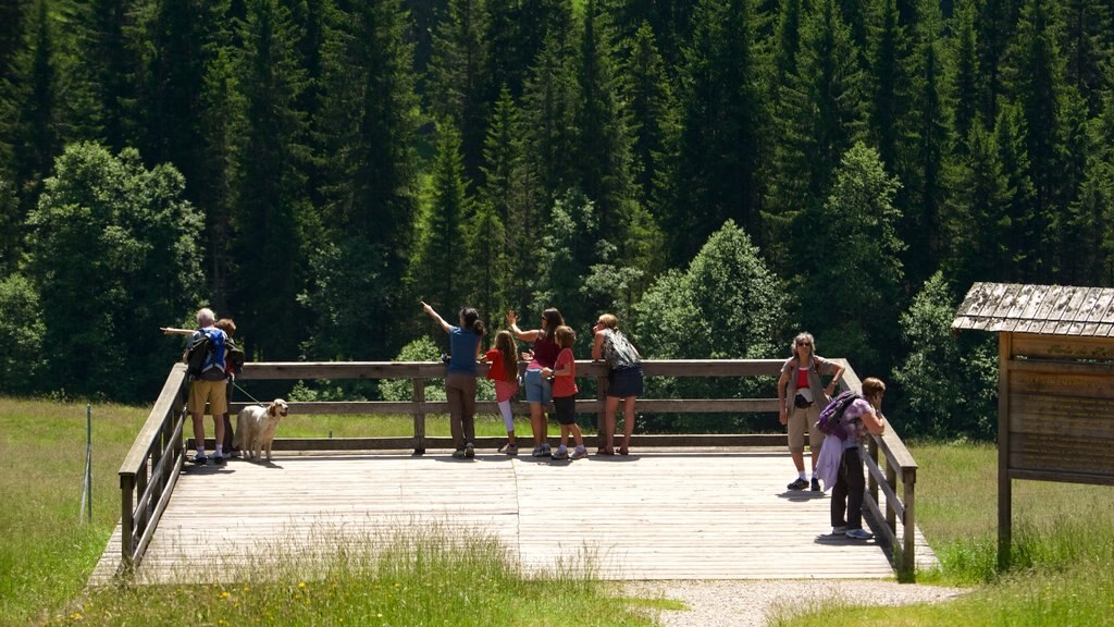 Trentino ofreciendo escenas forestales y vistas y también un pequeño grupo de personas