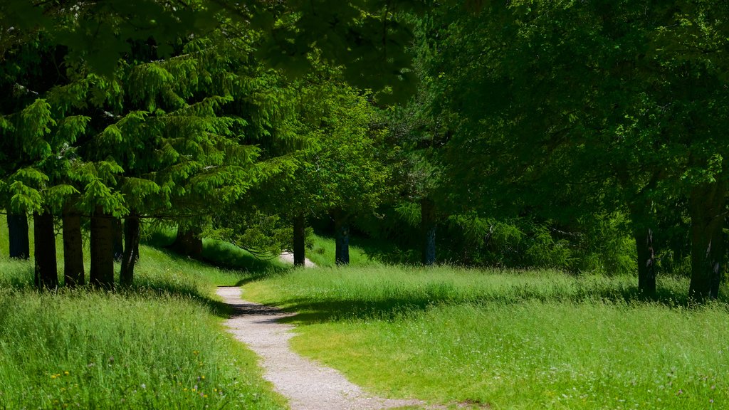 Trentino featuring a garden