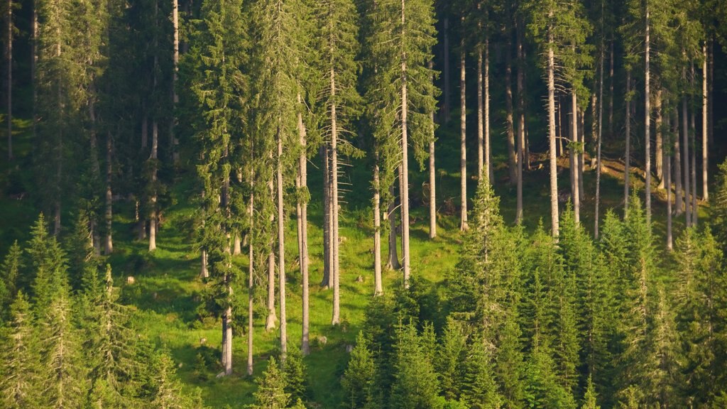 Trentino which includes forests