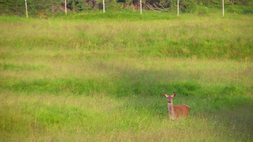 Trentino which includes land animals