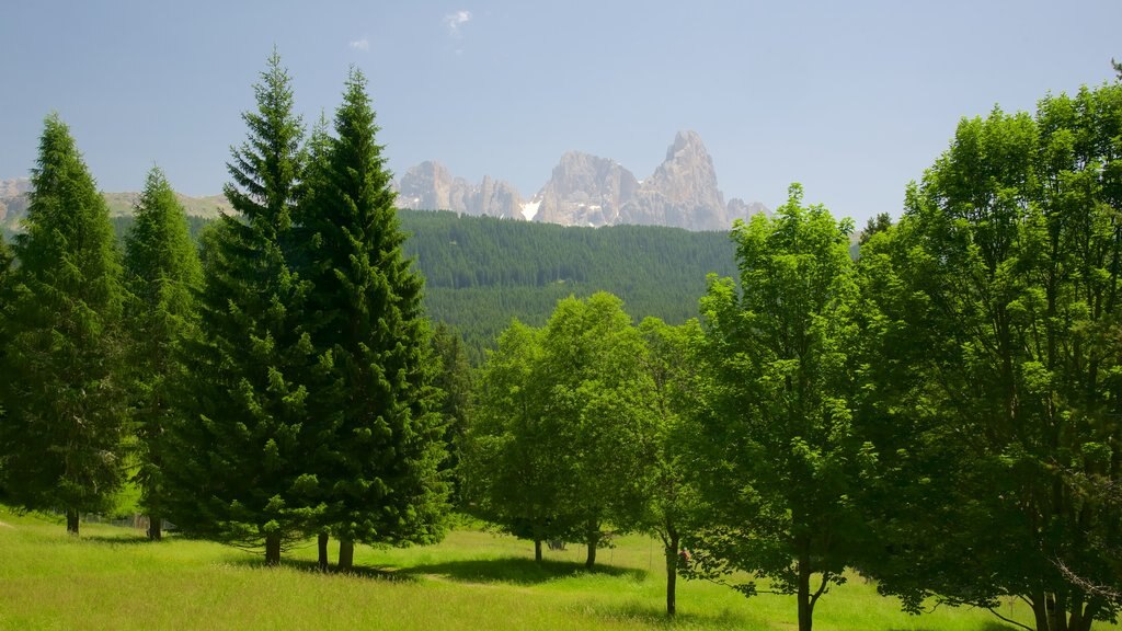 Trentino showing forest scenes and landscape views