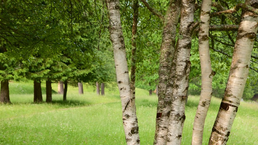 Trentino which includes forests