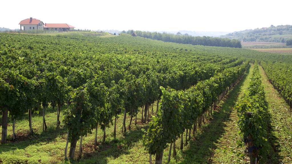 Fruska Gora National Park featuring farmland and landscape views