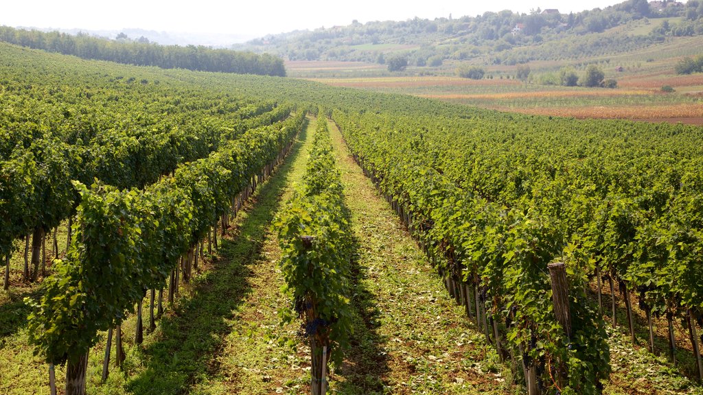 Fruska Gora National Park showing farmland