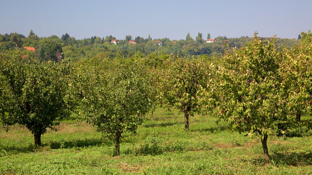 Fruska Gora National Park featuring farmland