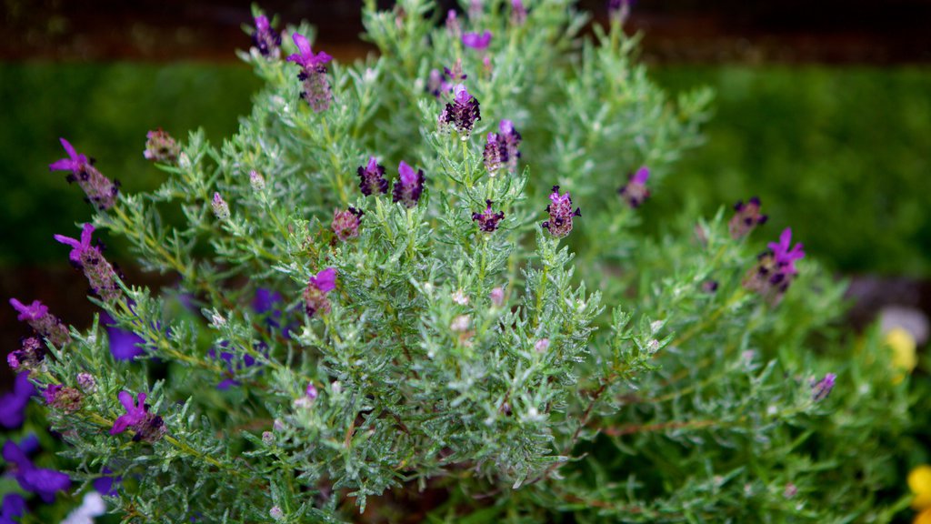 Le Jardin Parque de Lavanda caracterizando flores