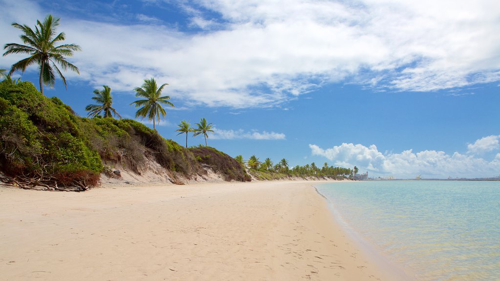 Ipojuca que inclui cenas tropicais, paisagens litorâneas e uma praia de areia