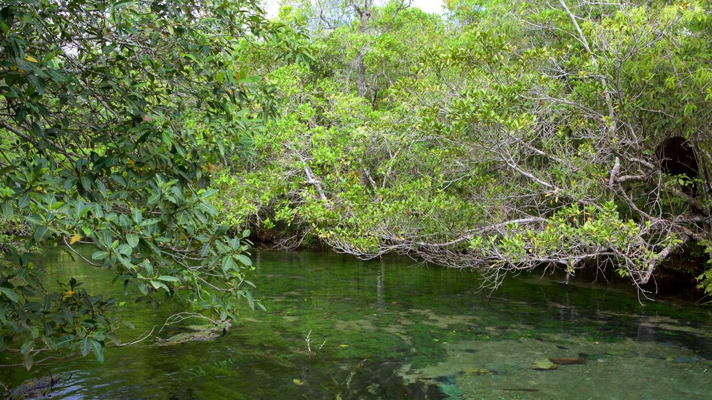 Bonito which includes rainforest and a river or creek