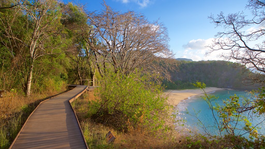 Praia do Sancho caracterizando uma praia de areia e paisagens litorâneas