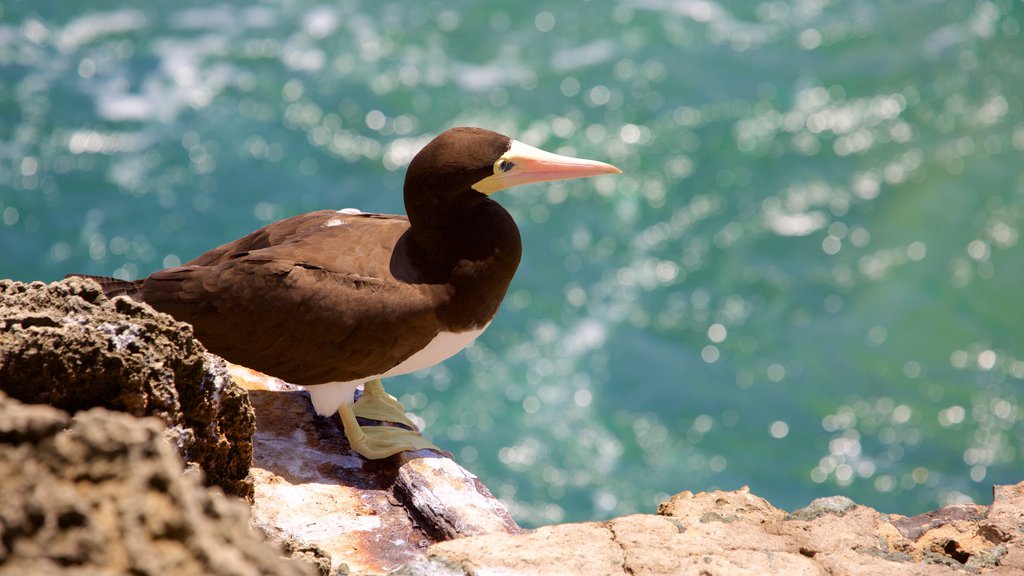 Fernando de Noronha showing bird life