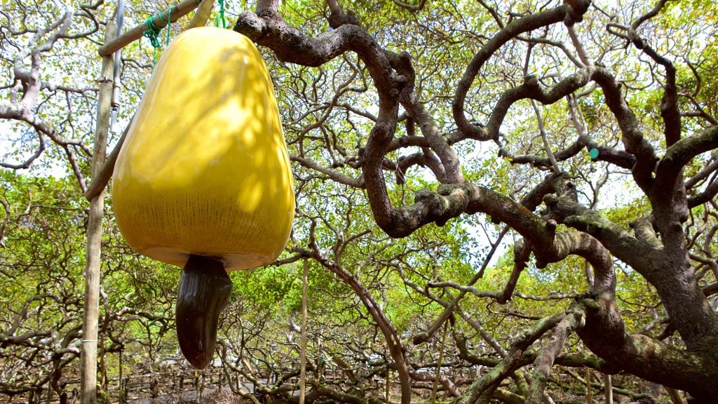 Cajueiro de Pirangi mostrando um jardim