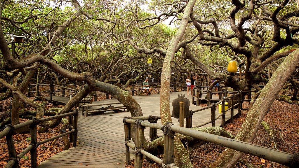 Cajueiro de Pirangi que inclui um jardim