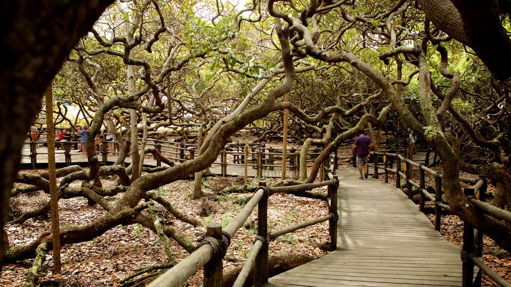 Arbre Pirangi Cashew montrant un jardin