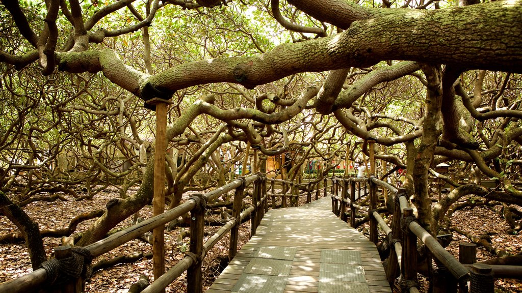 Pirangi Cashew Tree featuring a garden