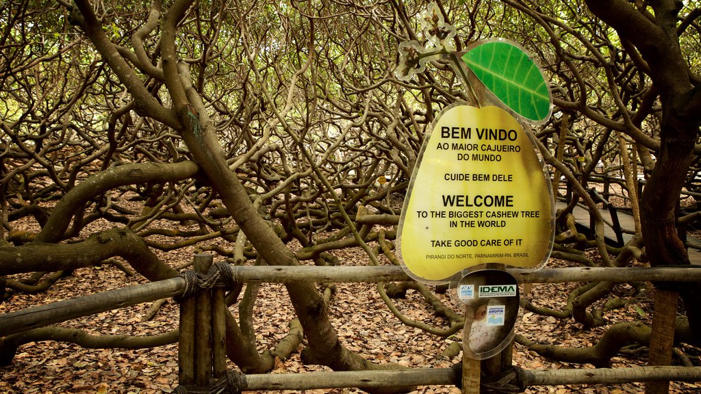 Cajueiro de Pirangi que inclui sinalização e um jardim