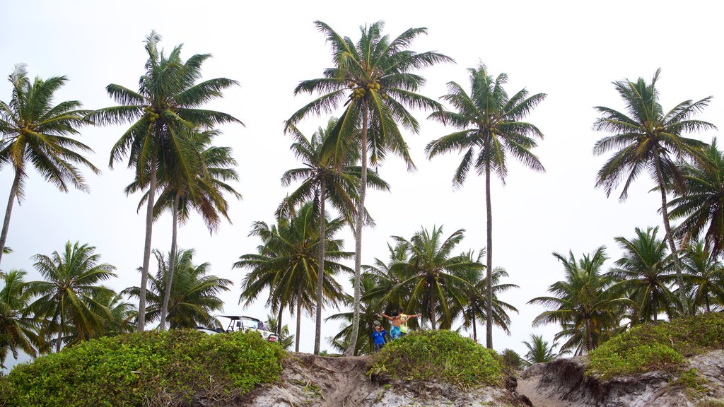 Ipojuca showing general coastal views and tropical scenes