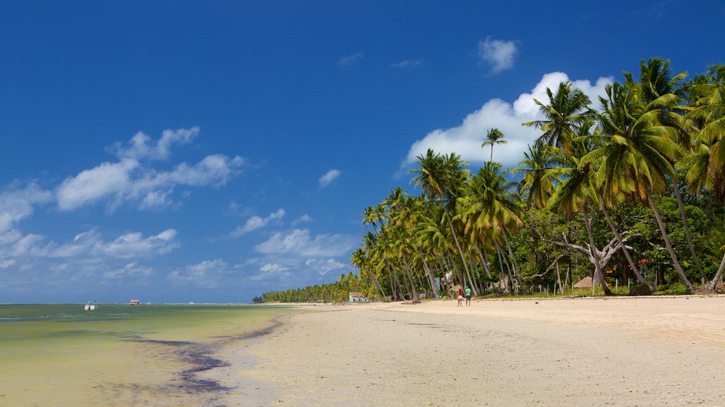 Tamandaré que inclui uma praia de areia, cenas tropicais e paisagens litorâneas