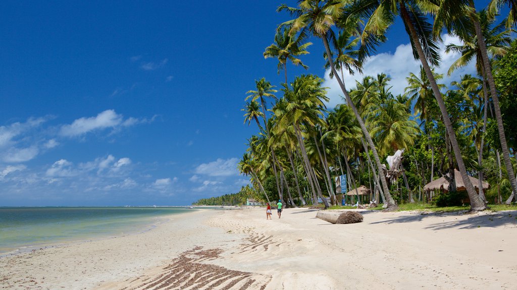 Tamandare showing tropical scenes, a beach and general coastal views