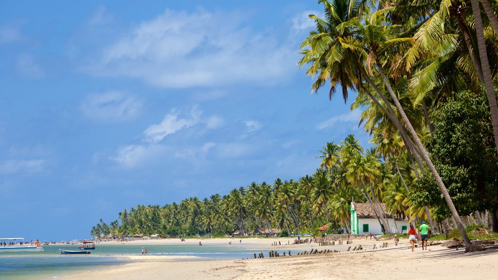 Tamandaré mostrando uma praia, cenas tropicais e paisagens litorâneas