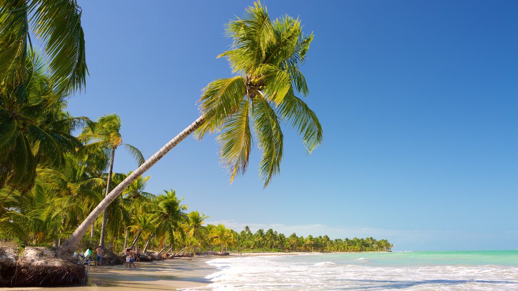 Playa Ipioca que incluye olas, vista general a la costa y escenas tropicales