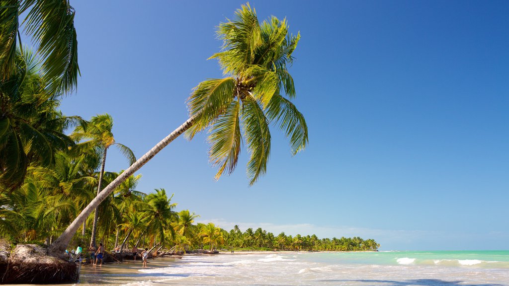 Maceió mostrando vistas generales de la costa, una playa de arena y escenas tropicales