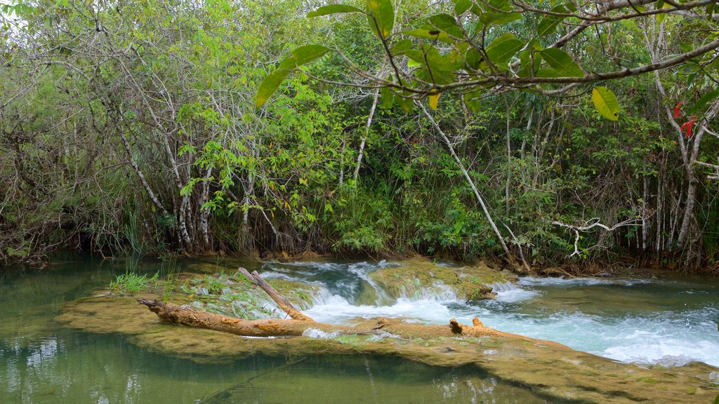 Formosa River Ecological Park showing rapids, a river or creek and rainforest